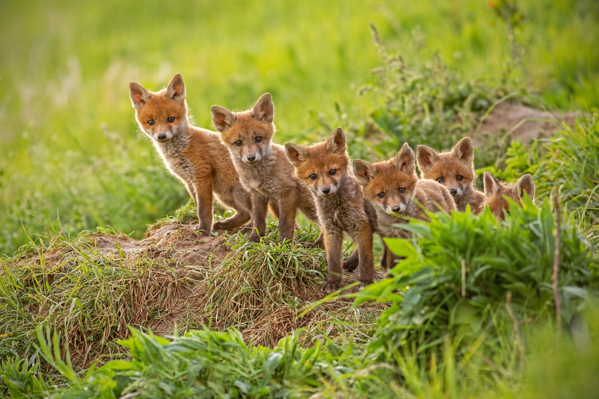 A skulk of foxes