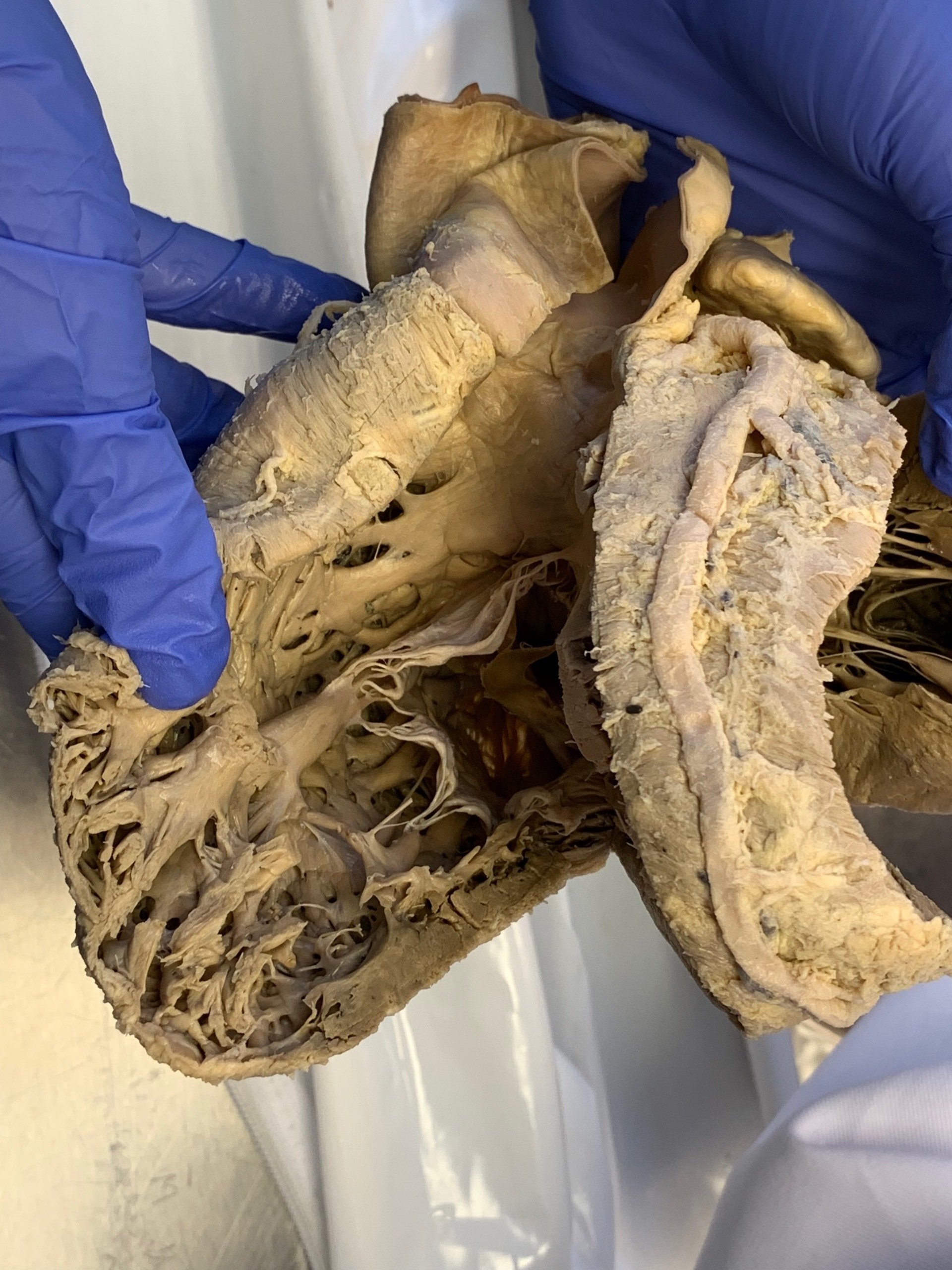 Osteopathie Sportphysiotherapie Heilpraktiker