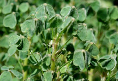 Oca, oxalis tuberosa/plants for sale.