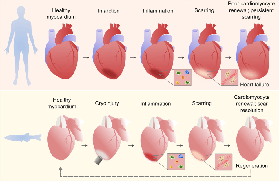 EZS European Zebrafish Society