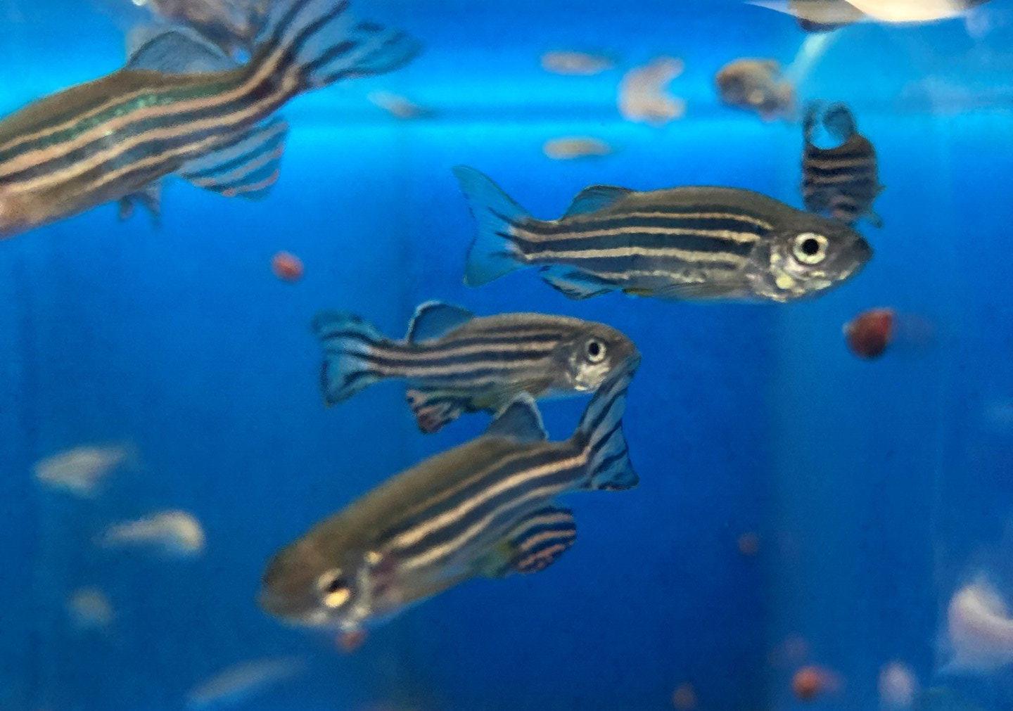 EZS European Zebrafish Society
