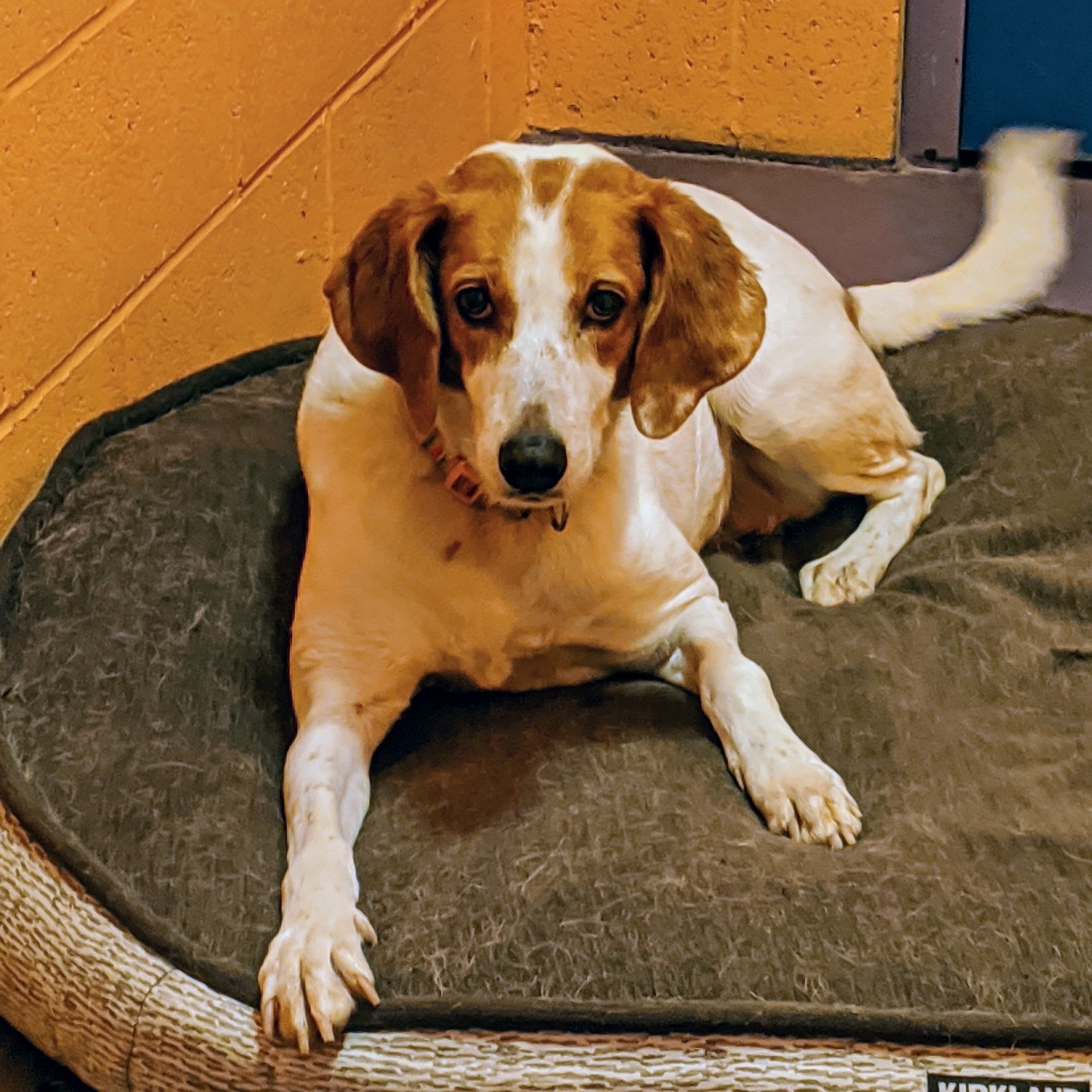 Doggie Spa The best vacation for your dog!