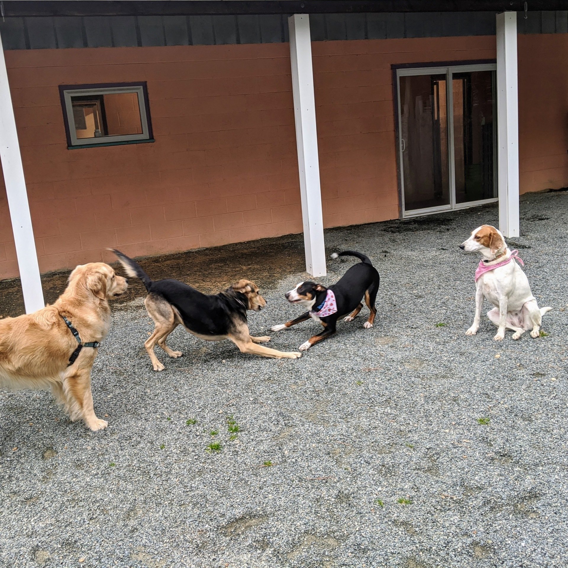 Doggie Spa & Day Care, Inc. The best vacation for your dog!