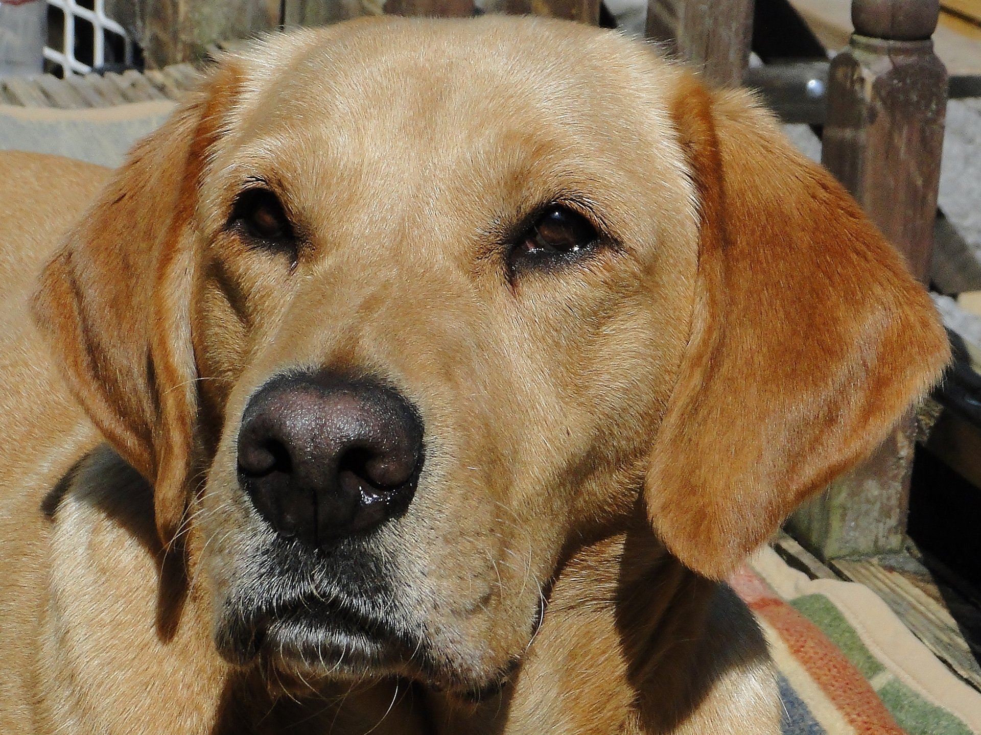 Arcklebear Working Dog Food and Gundog Trainer