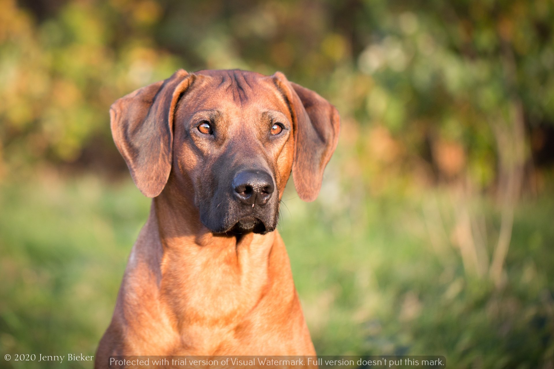 Rusape Rhodesian Ridgebacks - Shooting bei SS - Sambo