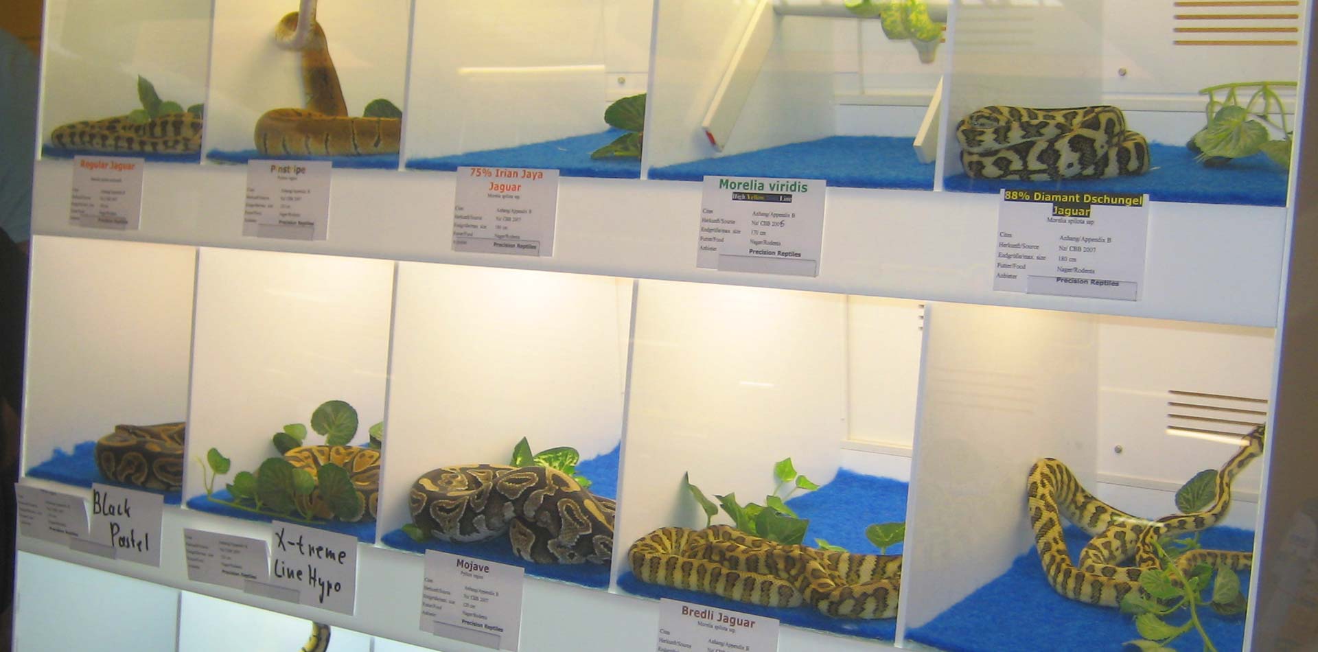 Reptilienbörsen: Stress, Angst und winzige Plastikboxen