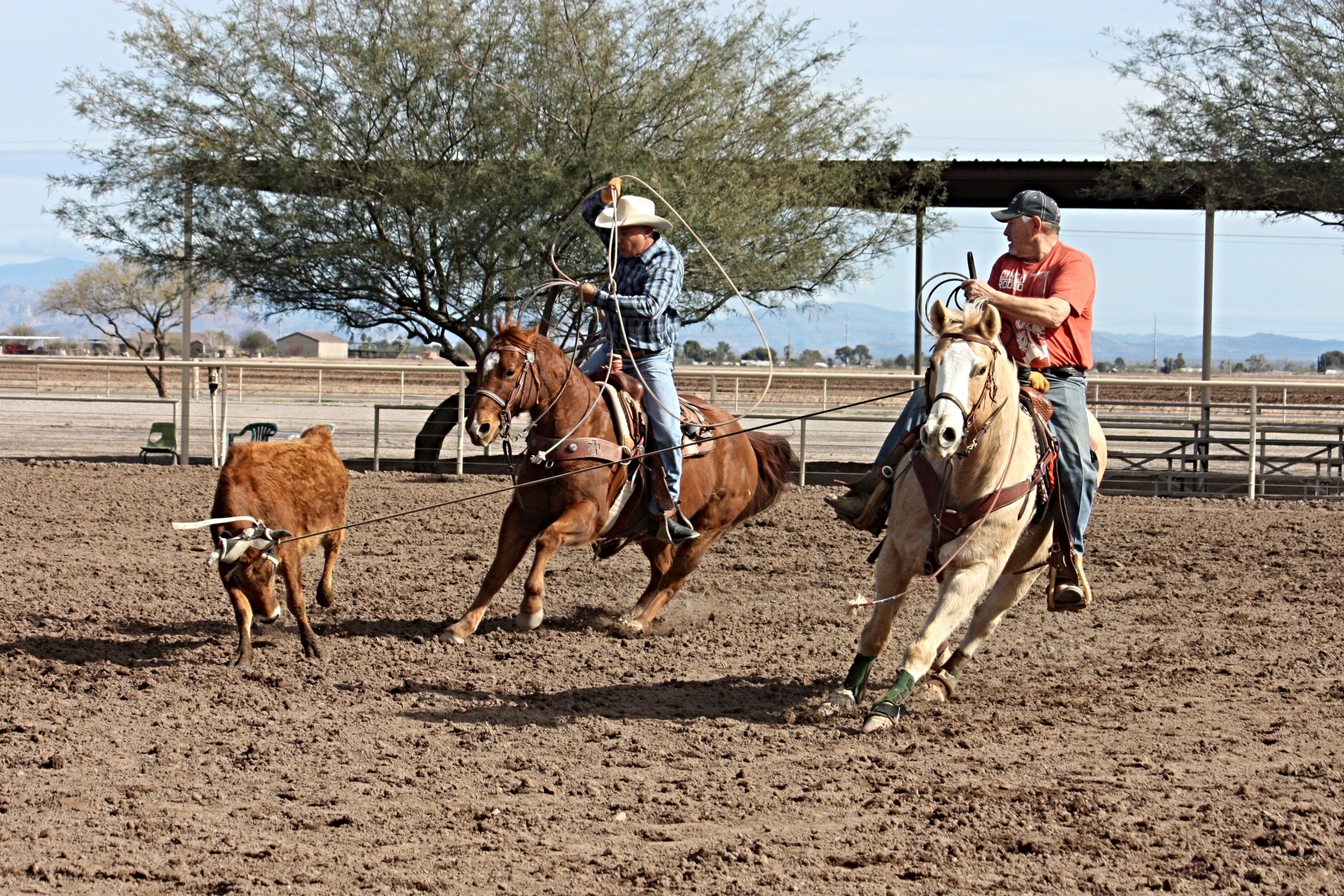 Lonestar Arizona's RV Team Roping Camp & Ranch Sorting
