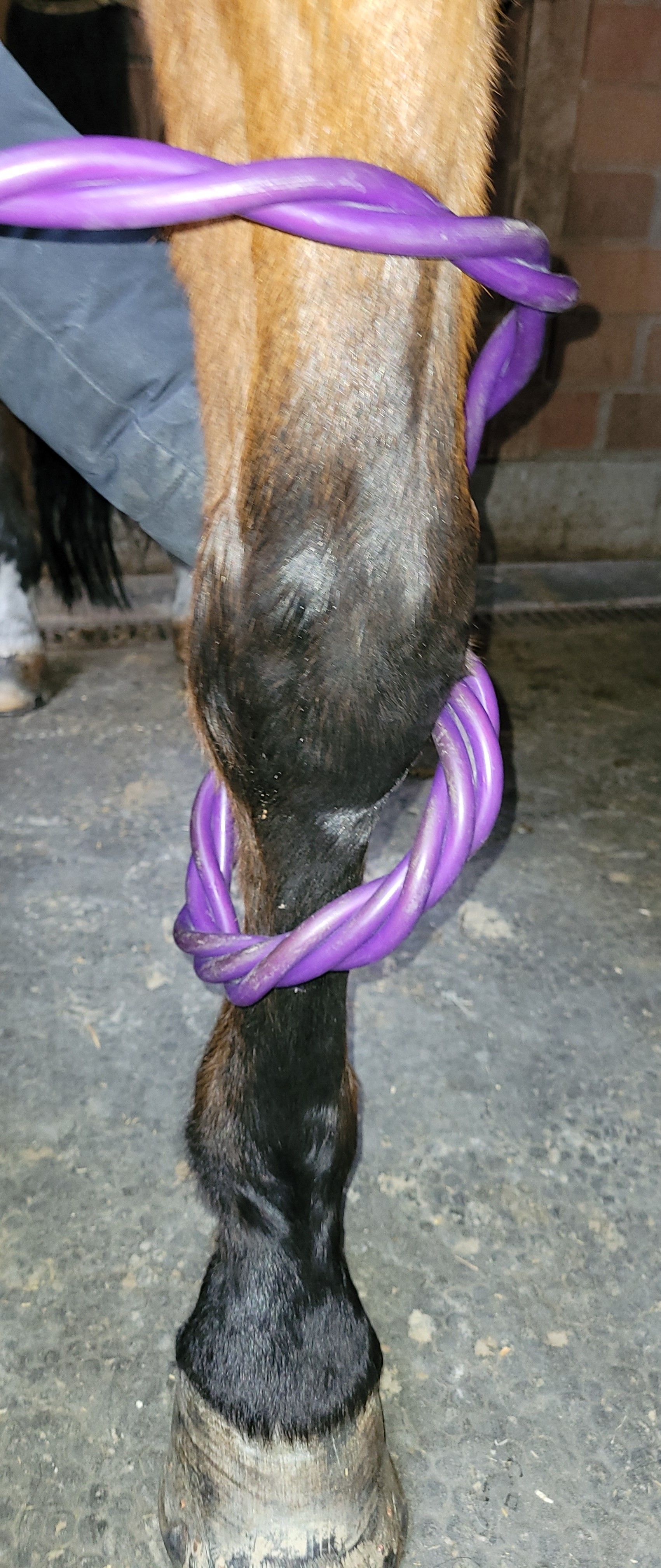 Hofmag Pferd Fesselträgerschaden