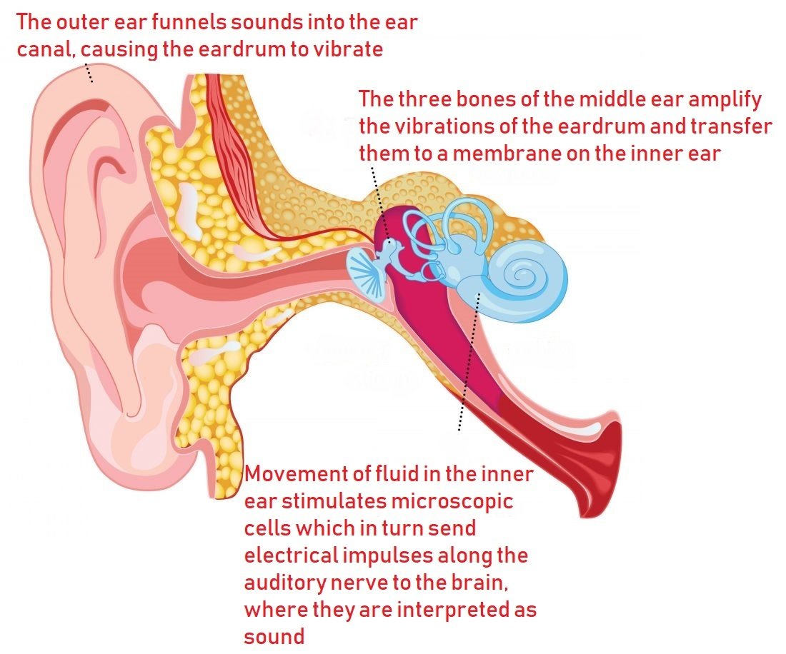 The complex system of organisms that allow us to hear.