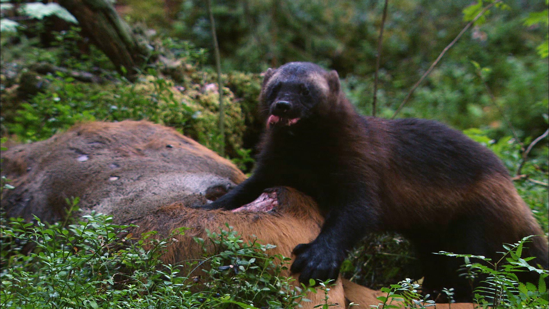 Wolverines Hyenas Of The North Gulofilm