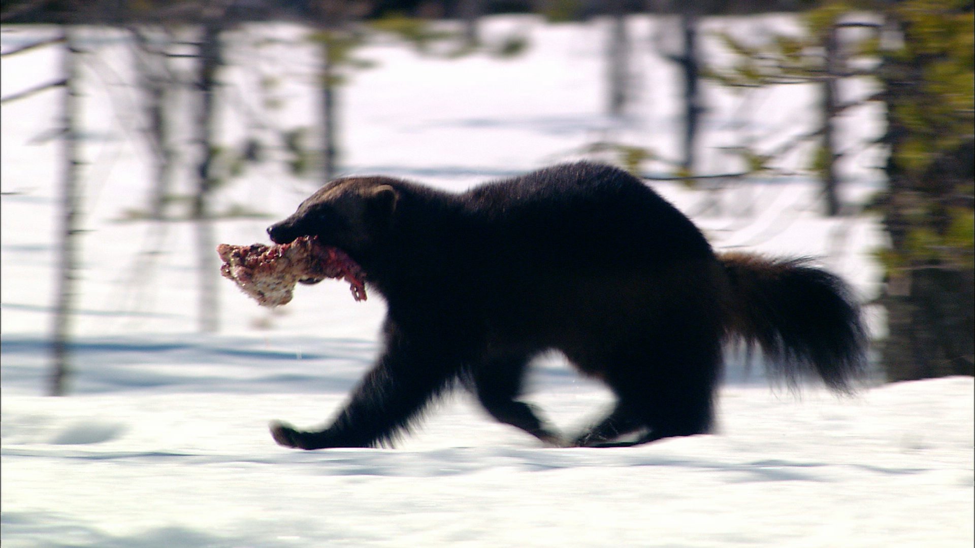 Wolverines Hyenas Of The North Gulofilm