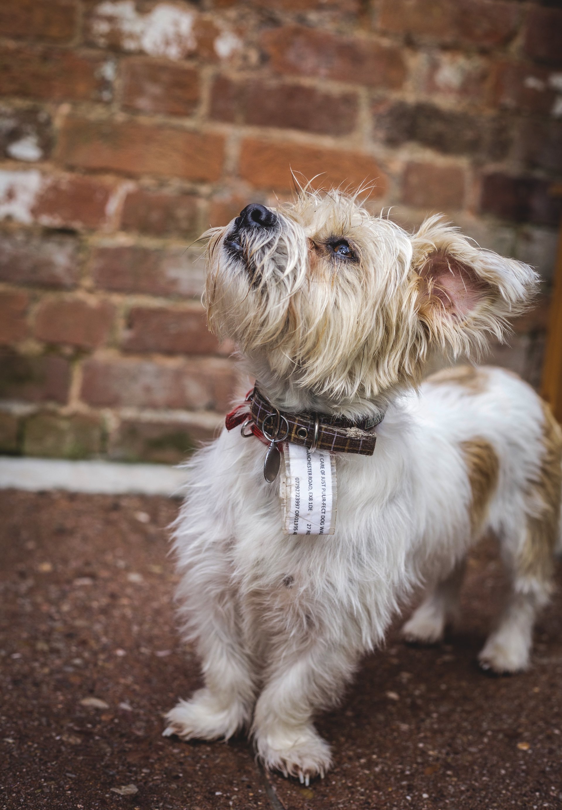 Dog Day Care Exmouth Dog Day Care Exmouth