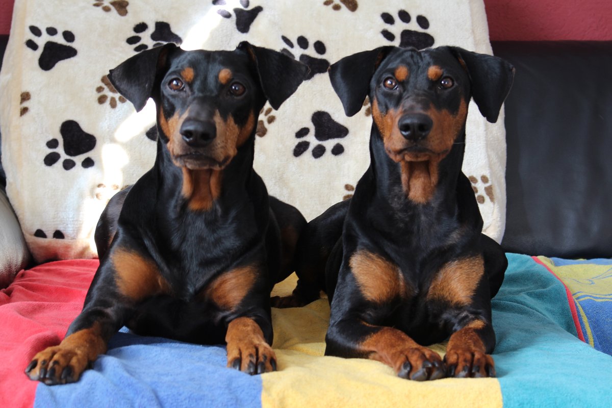 Deutscher Pinscher Züchter aus Liebe und Leidenschaft zur Rasse