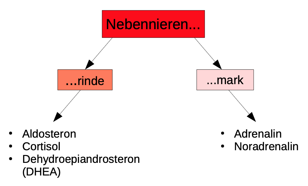Die Nebennieren und ihre Hormone 🧬