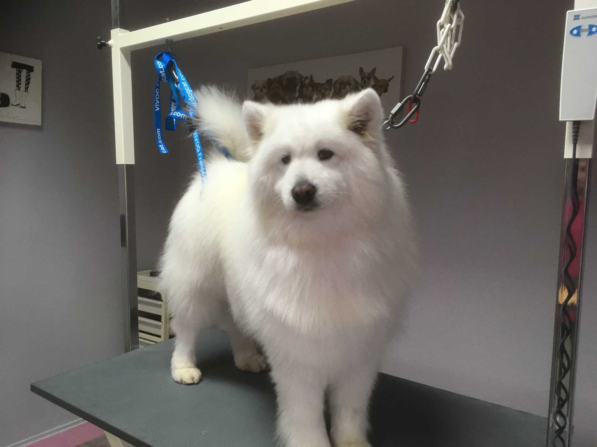 TOILETTAGE DU CHIEN