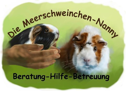 Leihmeerschweinchen Leihmeerschweinchen