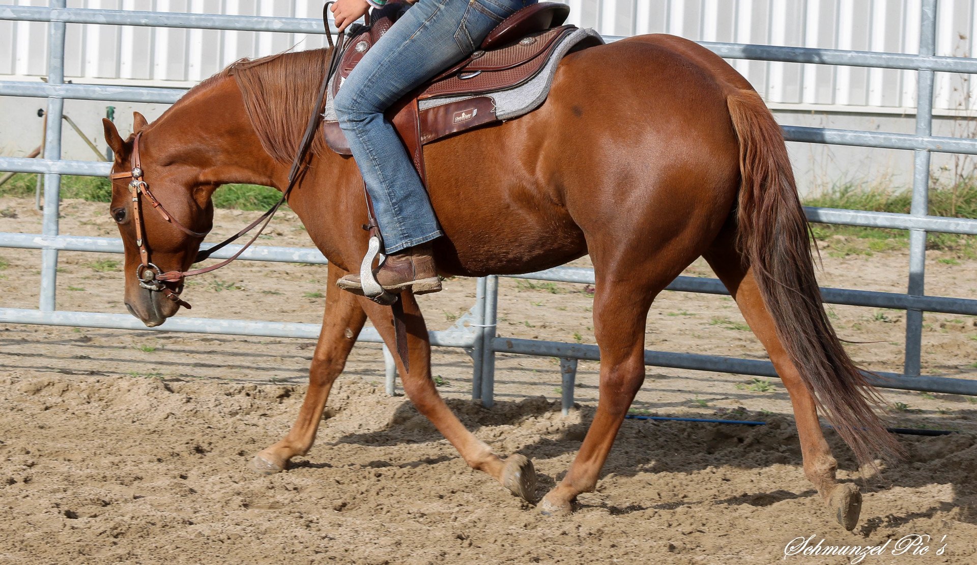 SCCH GmbH Quarter Horse Zucht in Berlin/Brandenburg