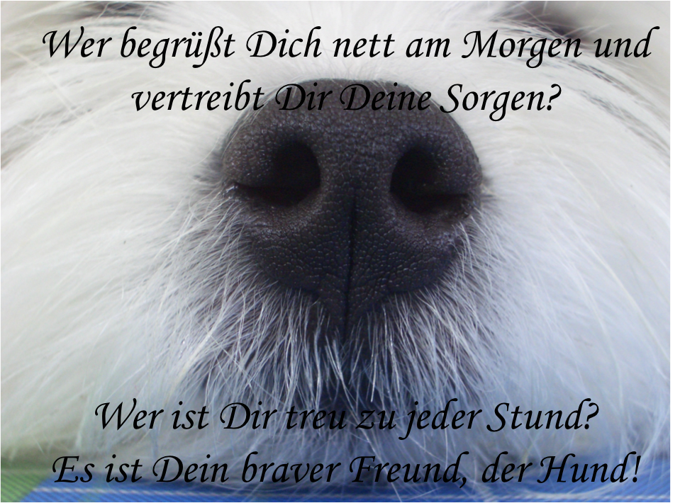 101 Hundesprüche