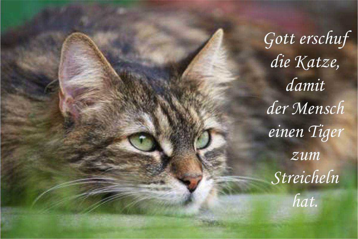 Wunderschne Weisheiten Katzen Sprche Zum Nachdenken Bild