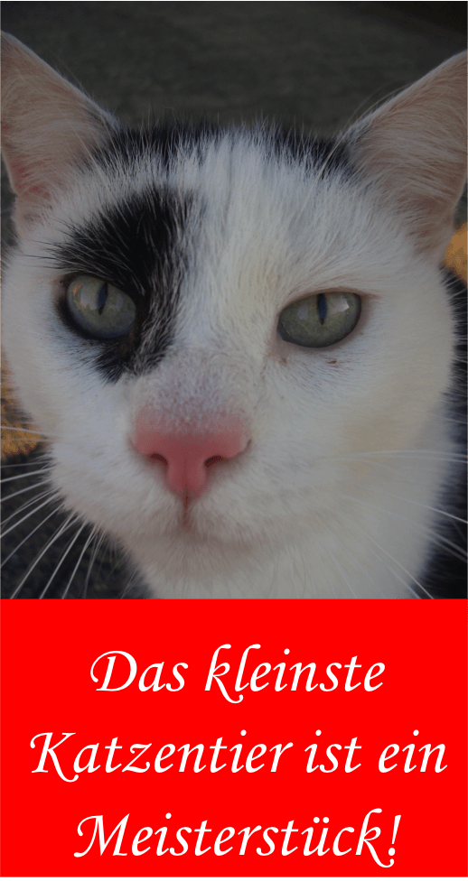 Katzensprüche
