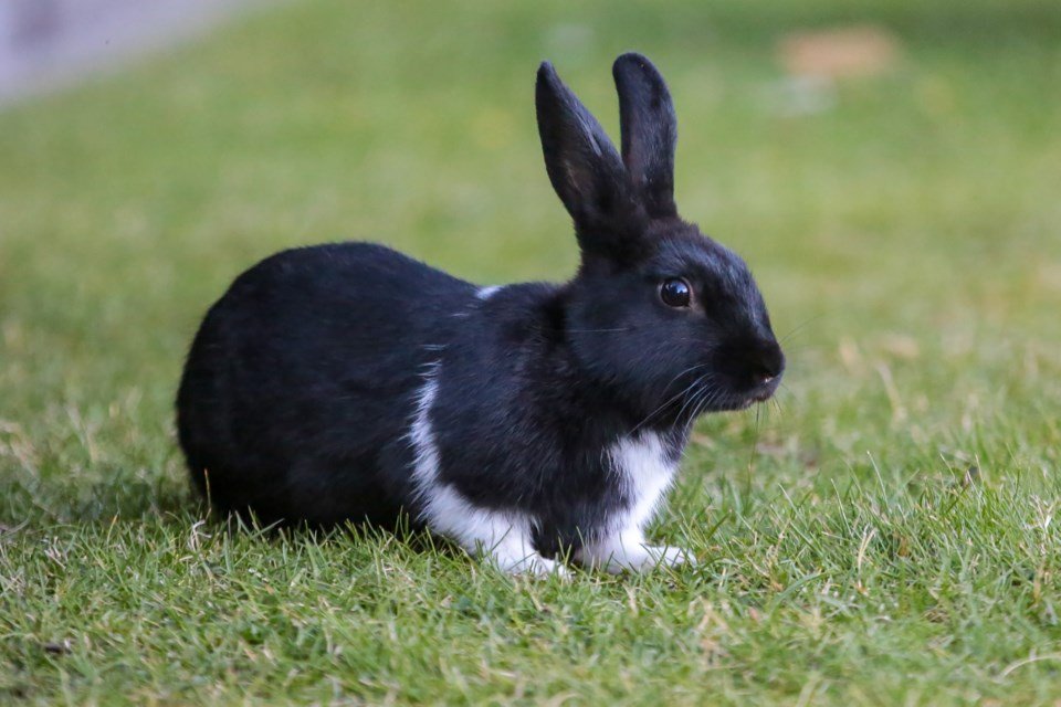 Rabbits
