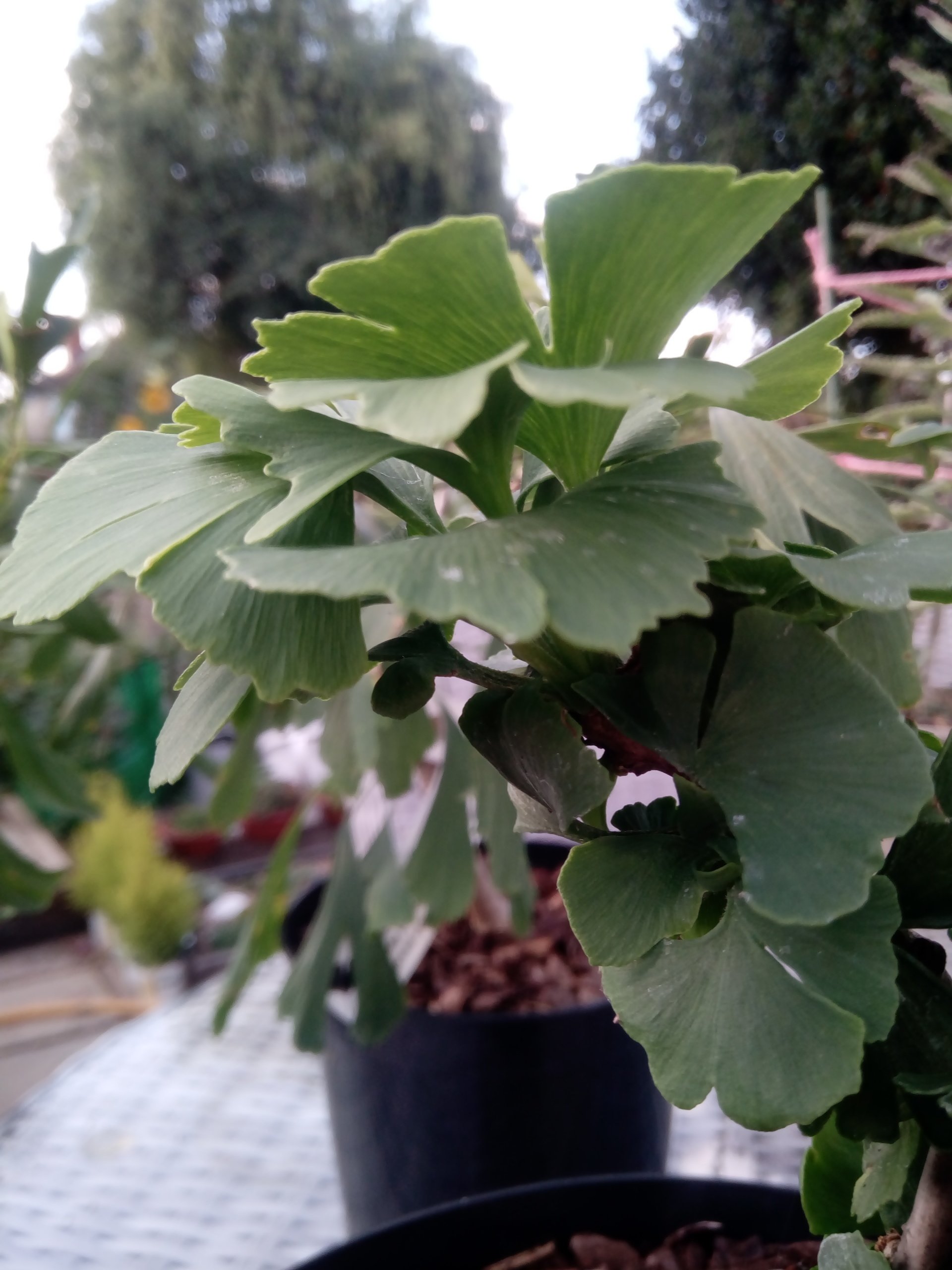Jurassic Plants - Grow plants that the Dinosaurs knew!