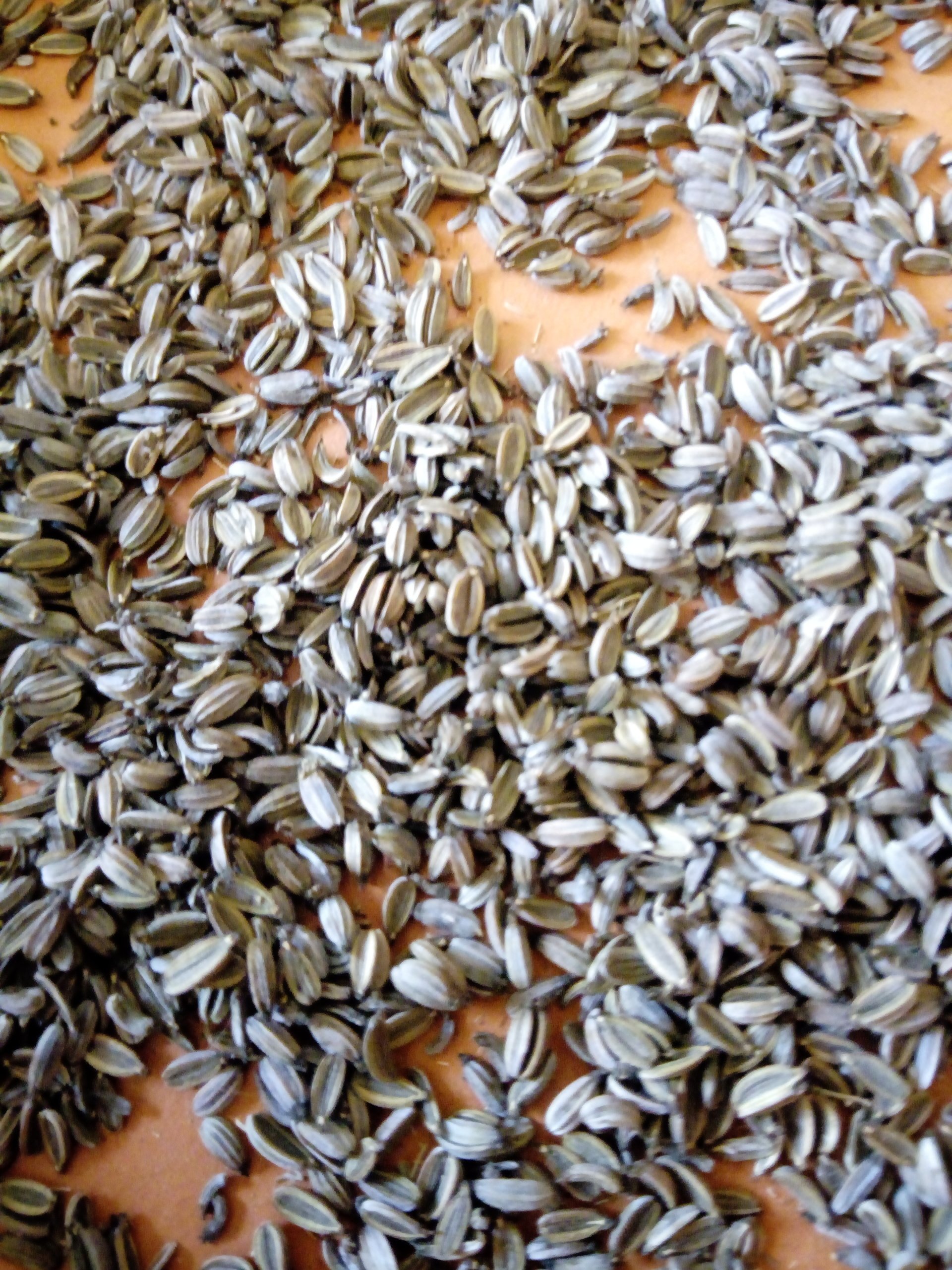 Collecting Bronze Fennel Seed Foeniculum vulgare 'Bronze'