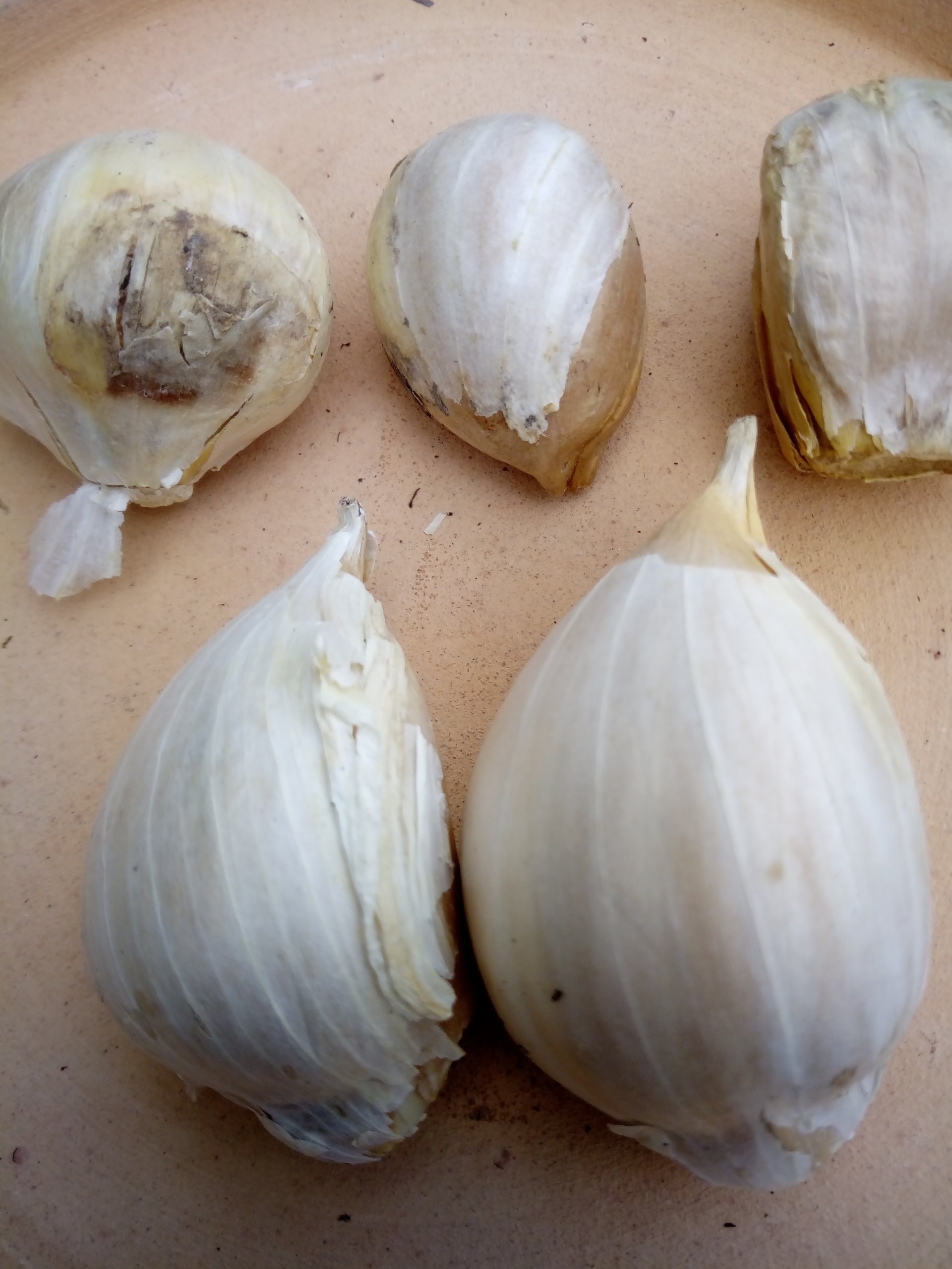 Growing Elephant Garlic (Allium ampeloprasum)