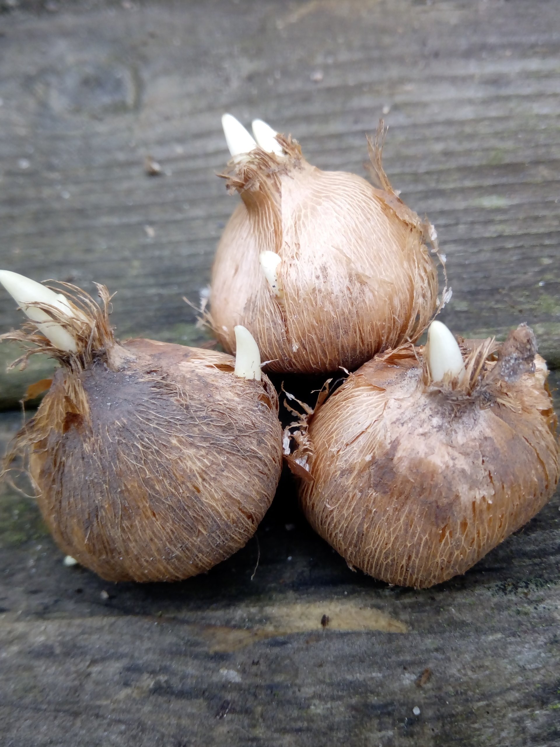 How to buy the best quality flower bulbs