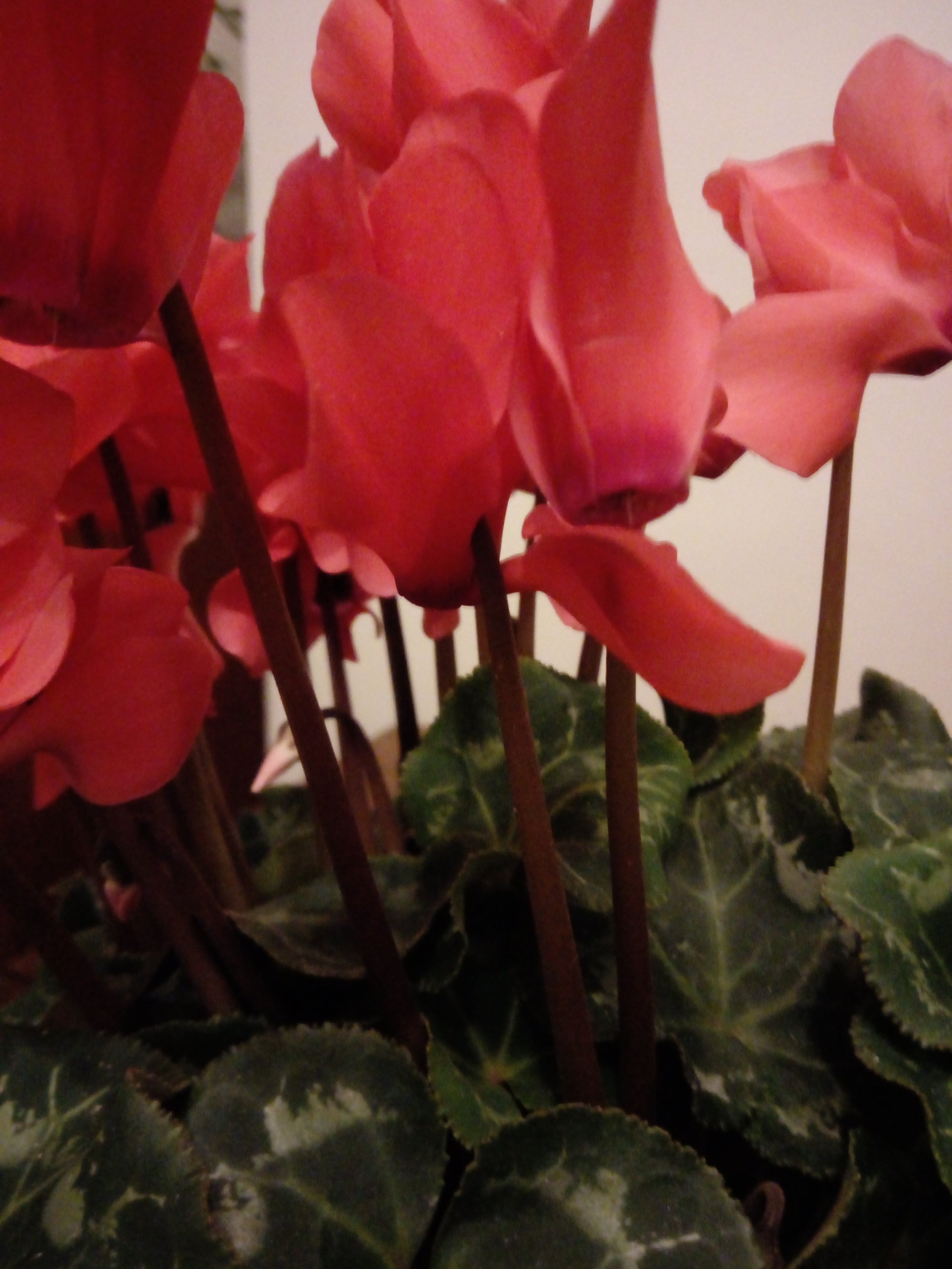 How to Care for Indoor Cyclamen