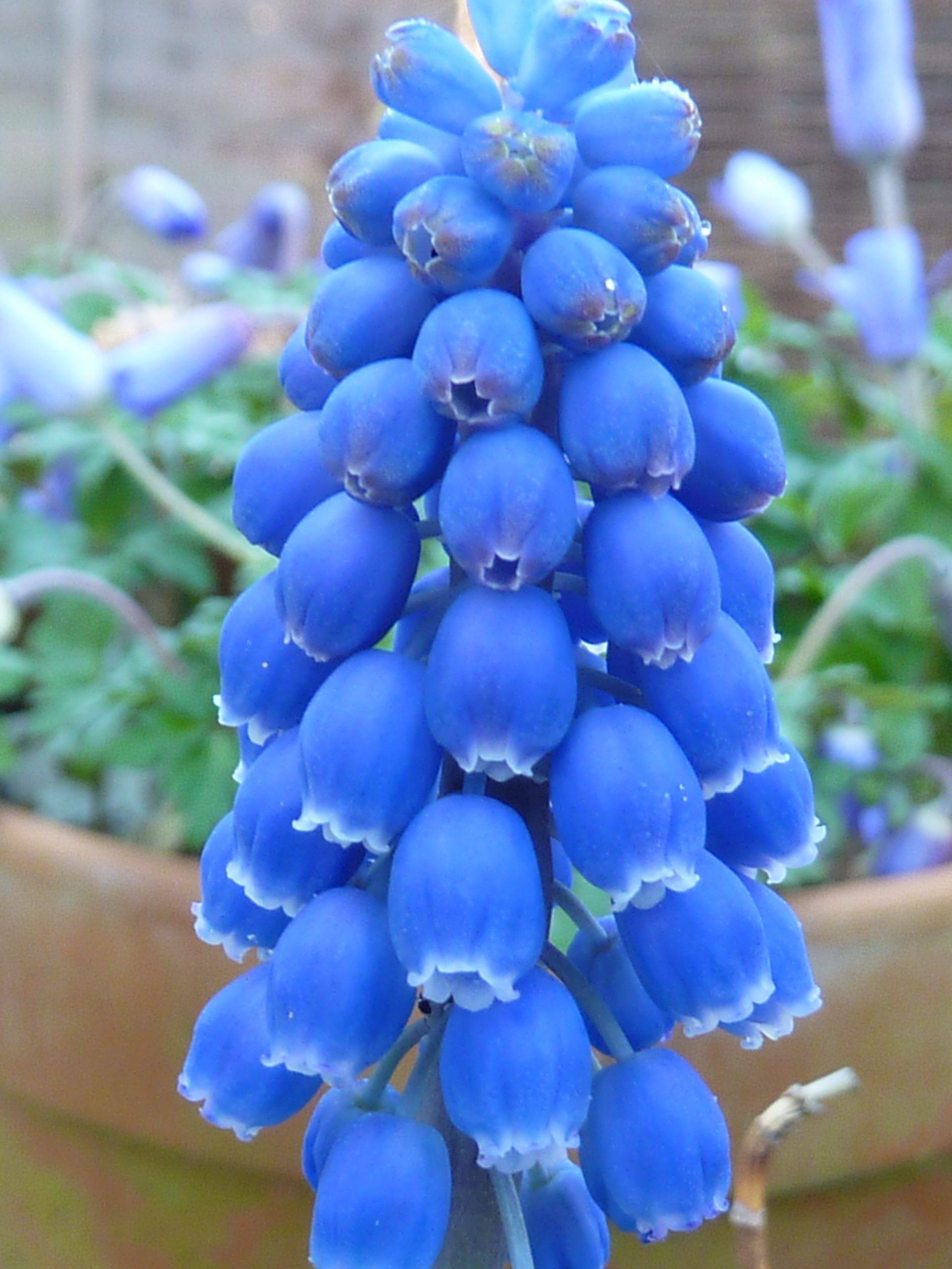 How to Grow Muscari Bulbs