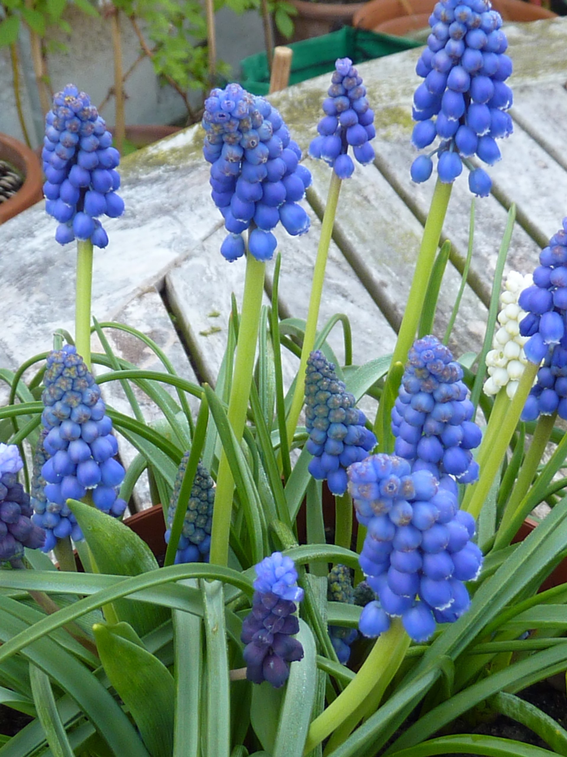 How to Grow Muscari Bulbs