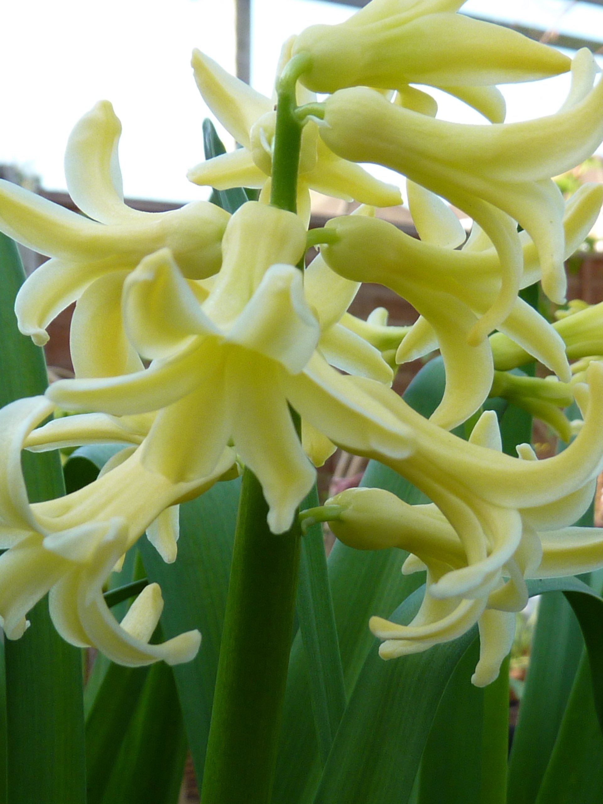 How to Grow Outdoor Hyacinth Bulbs