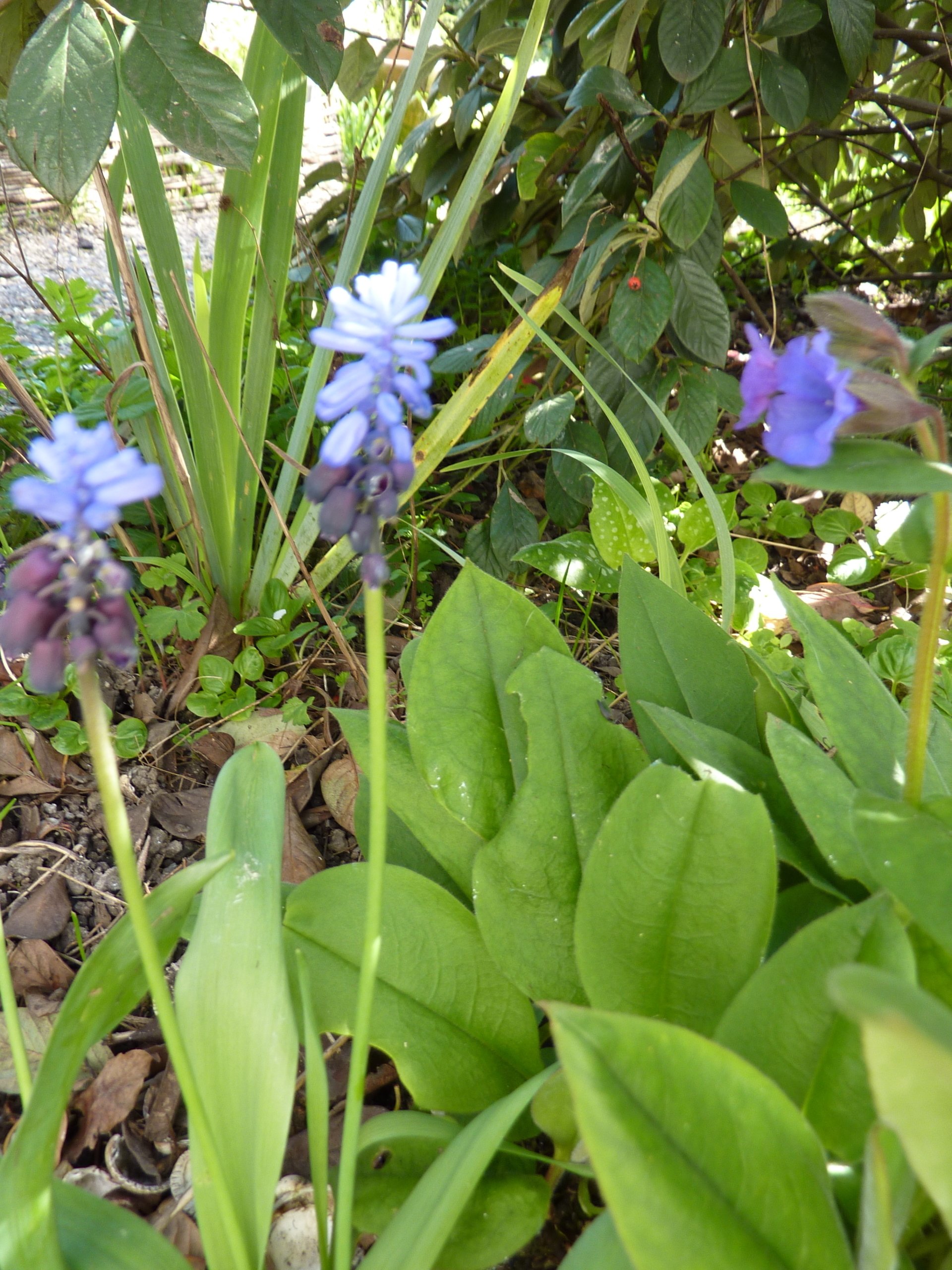 How to Grow Muscari Bulbs