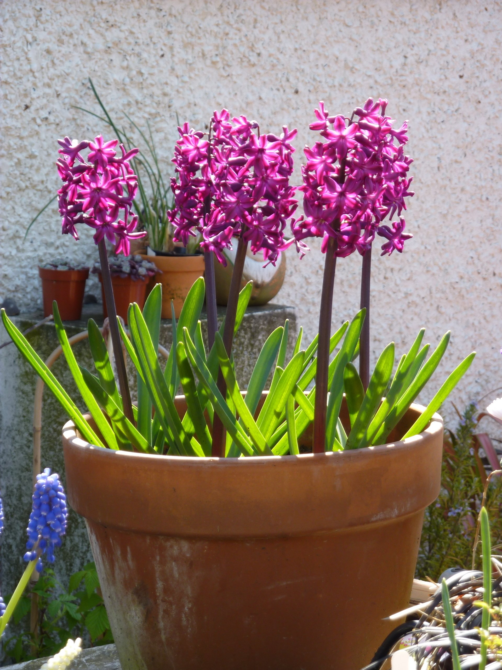 How to Grow Outdoor Hyacinth Bulbs