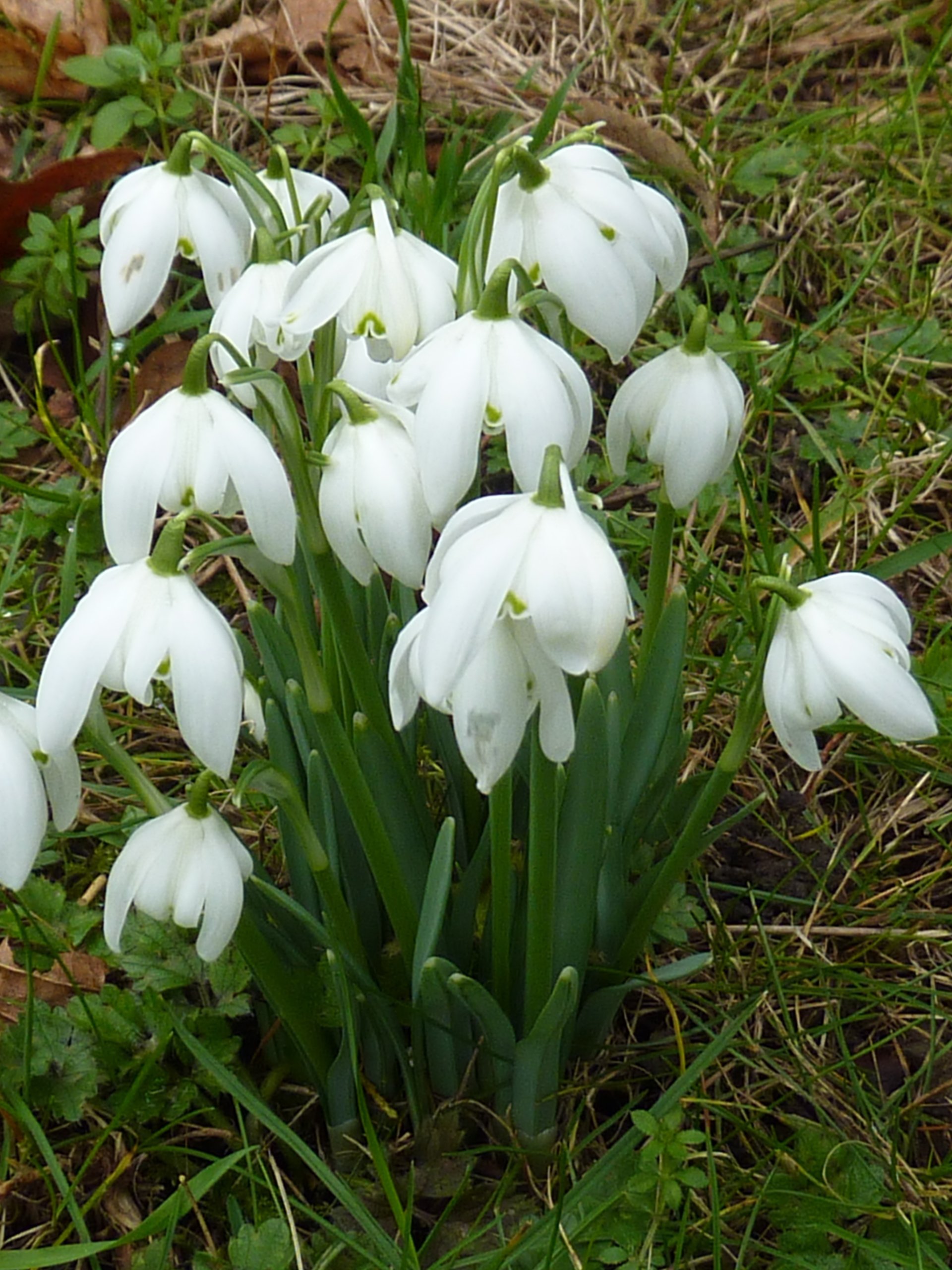 How to Grow Snowdrop Bulbs
