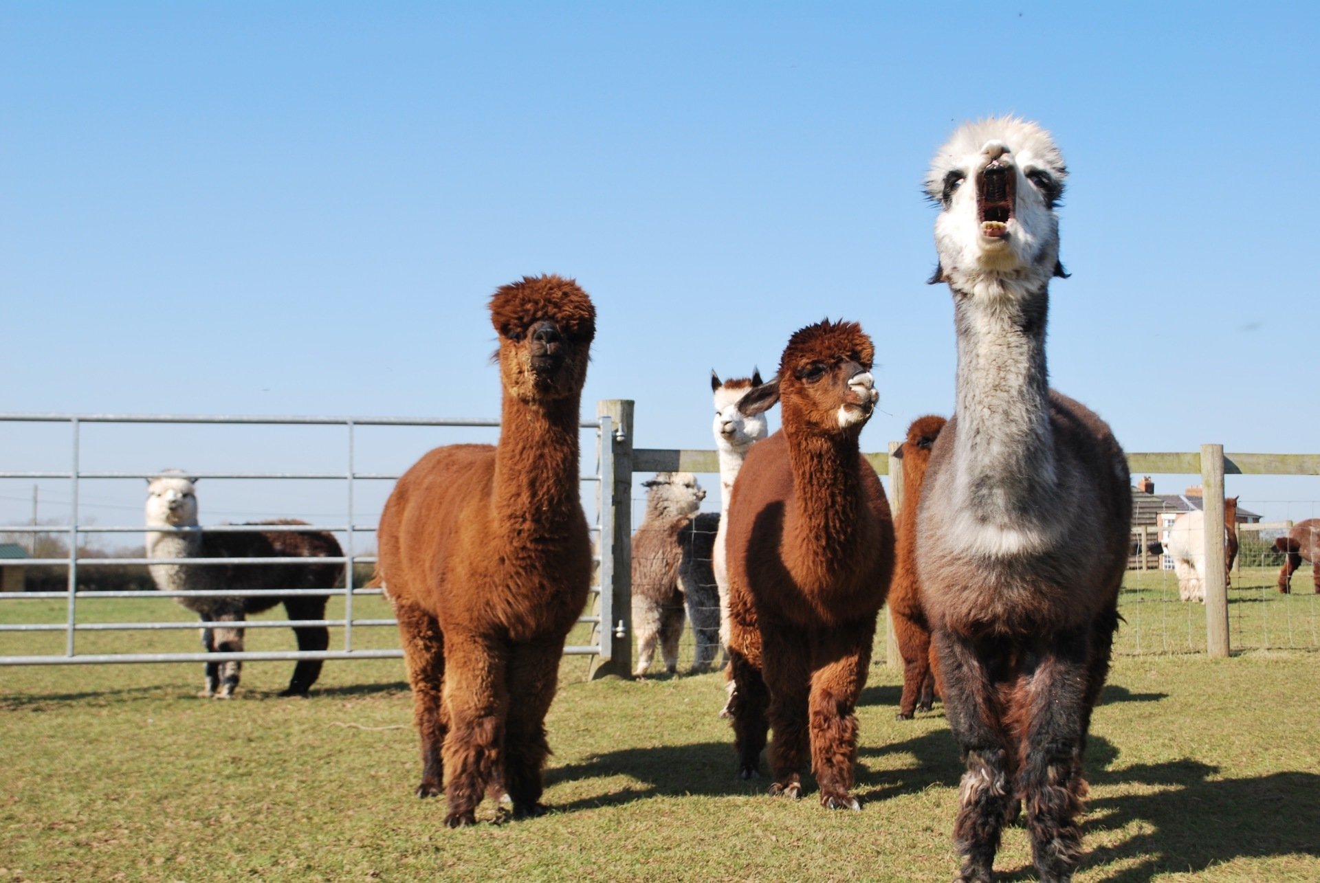 The Alpacas