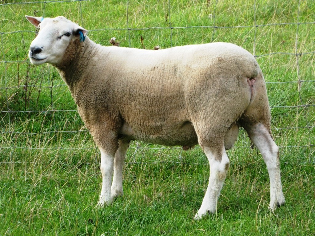 Easyrams 100% NZ Grass Fed Maternal Rams and Terminal Rams