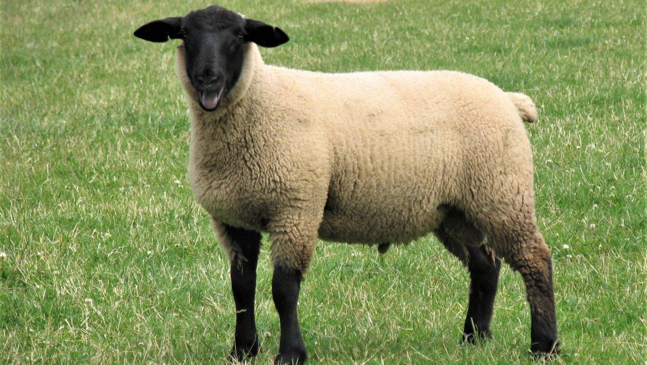Nz Rams Easyrams 100% NZ Grass Fed Maternal Rams and Terminal Rams
