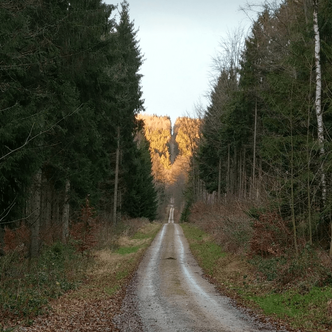 Galerie mit Bildern aus dem Hartmannsdorfer Forst