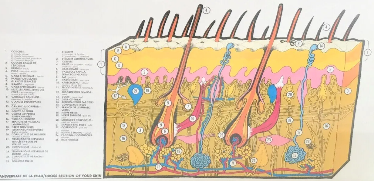 Anatomie de poil