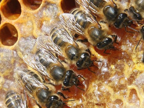 Les abeilles