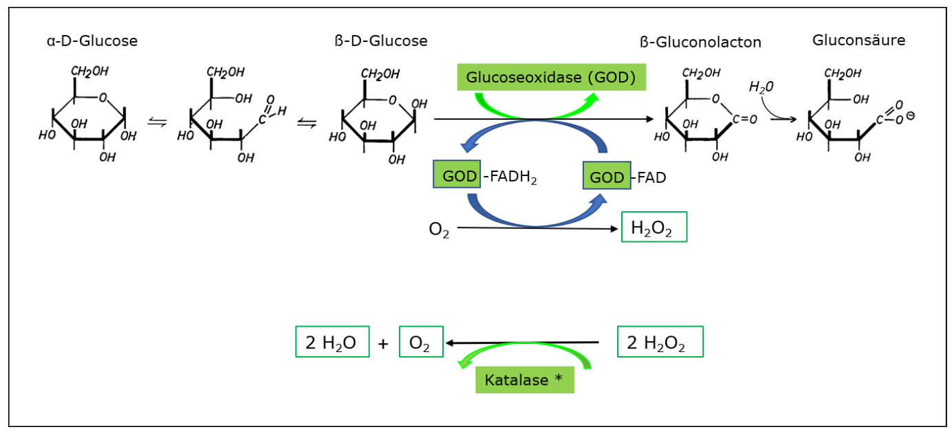 Lebensmittelenzym: Glucoseoxidasen in der Lebensmittelverarbeitung