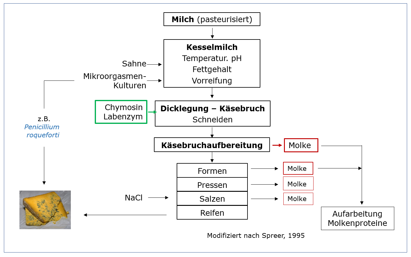 Enzym Zur Käseherstellung 3 Buchstaben www.biotech-enzymes.com