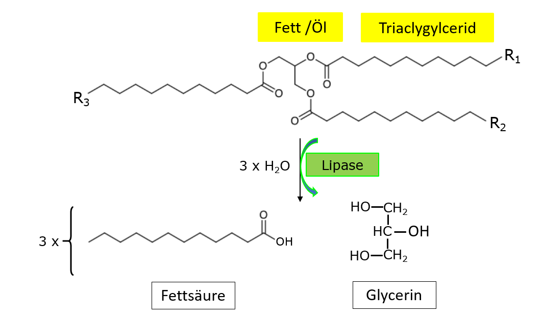 Lipase Triacylgylcerinlipase als Lebensmittelenzym