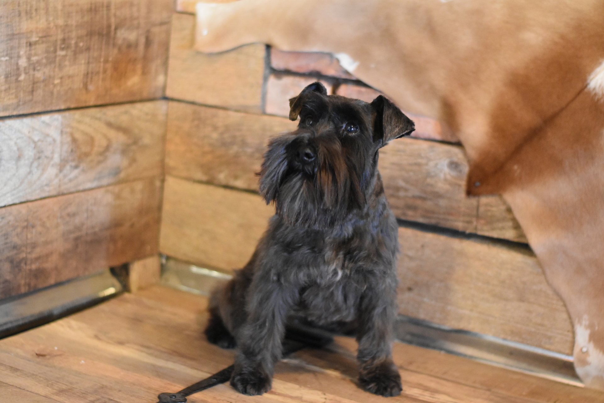 Canyon's Miniature Schnauzers AKC puppies for sale, Ohio