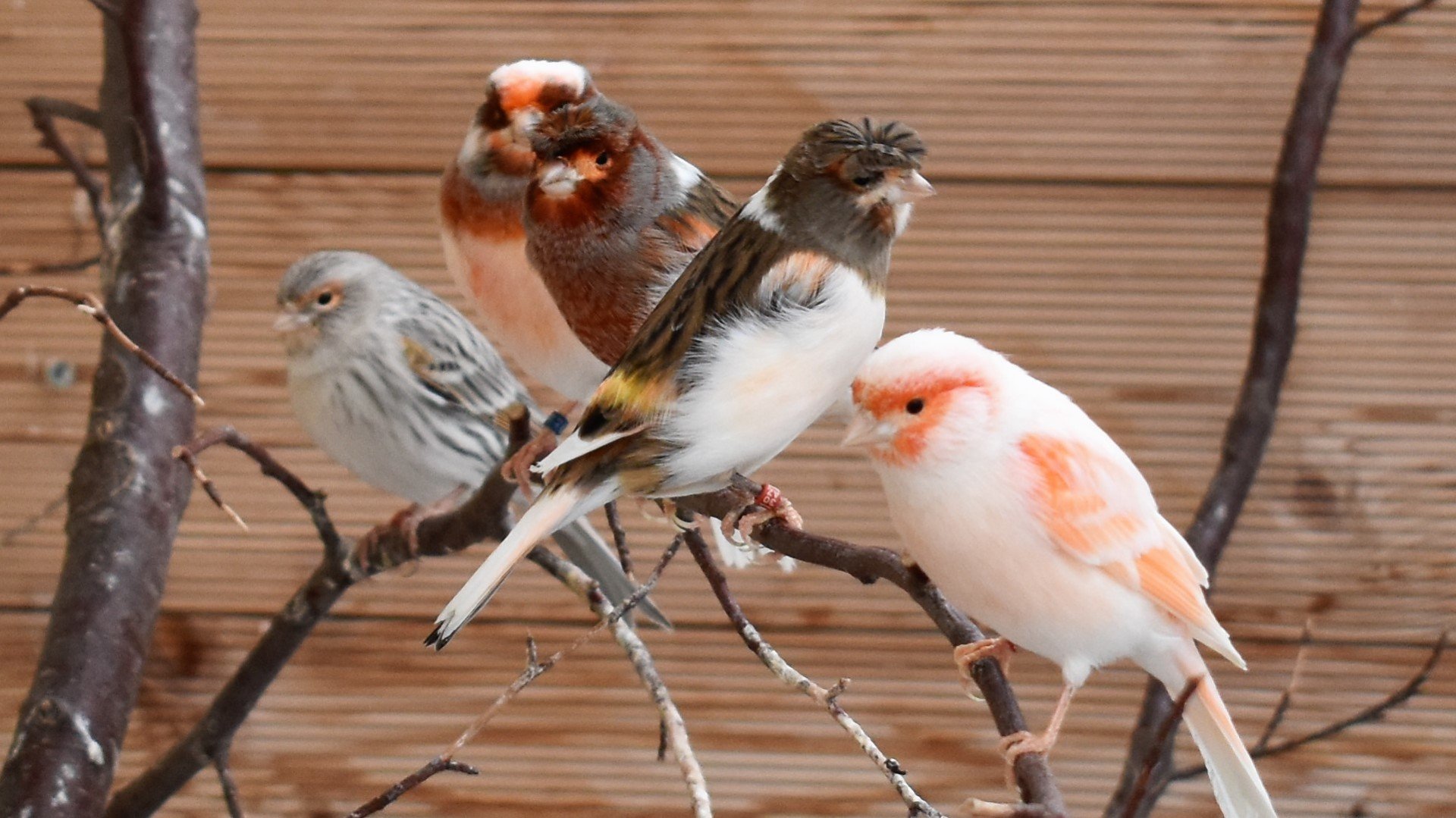 Harlekin Kanarien Kanarienvögel Hobby Zucht in Bayern