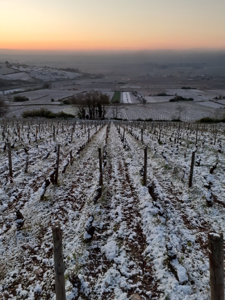 Au Pied du Mont Chauve biodynamic, "Haute Couture" wines