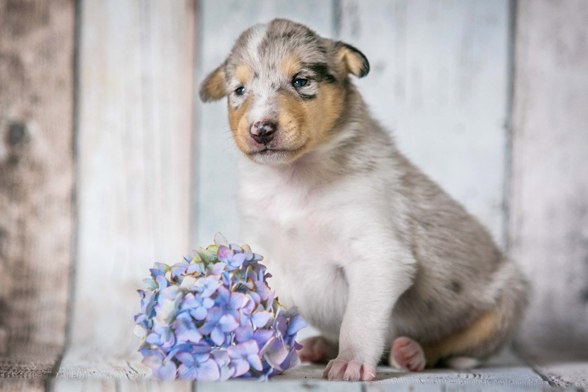 Für Züchter: Ist eine fotografische Wurfbegleitung für dich sinnvoll?