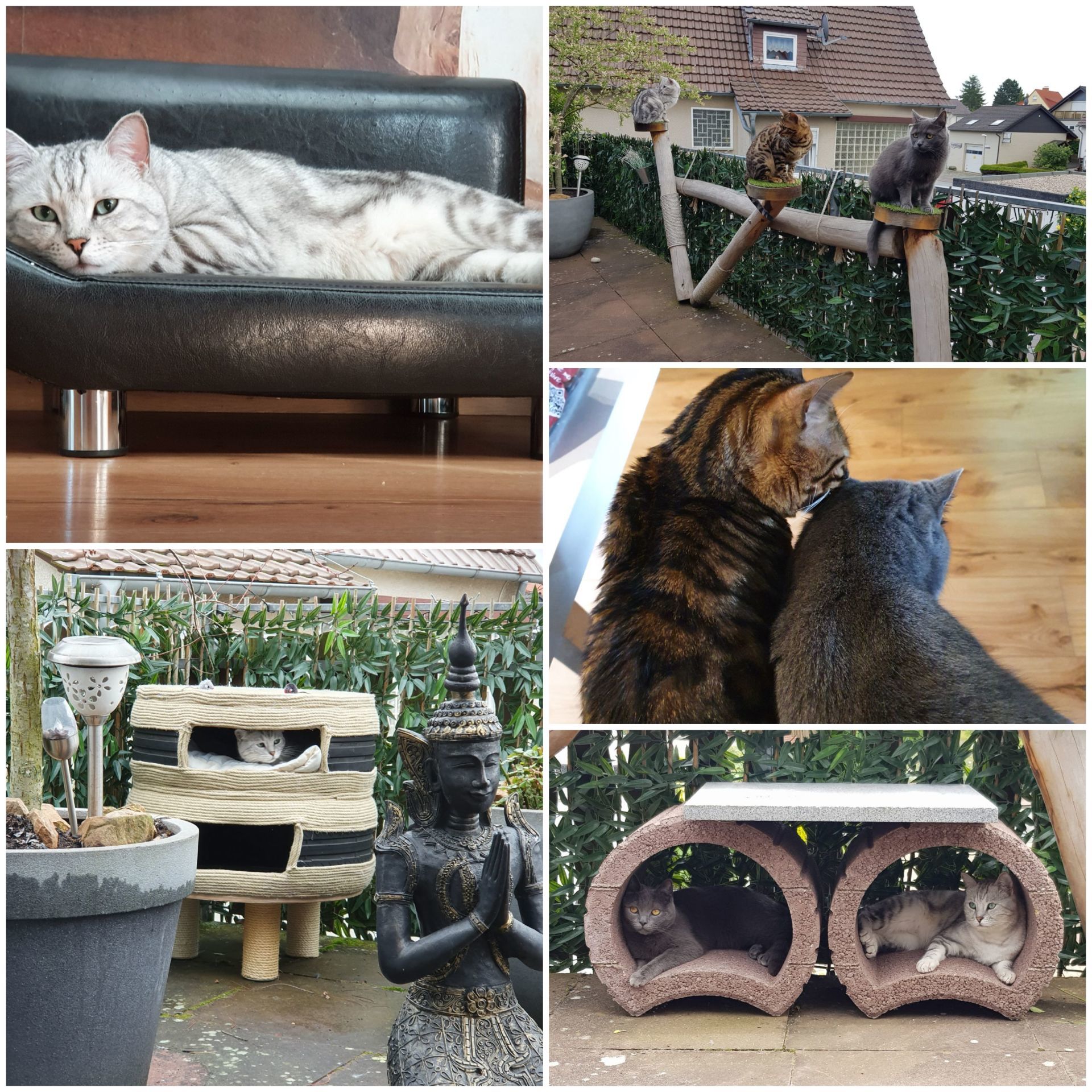 Haus Kitty Essen Die Purrfecte Katzenpension In Der Ruhrmetropole Ein Umfassender Erfahrungsberichtfeed